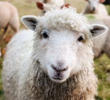 image mouton